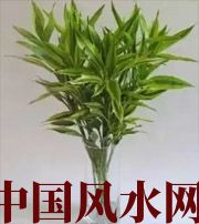 大连十二生肖养什么植物最旺财运？你知道吗！